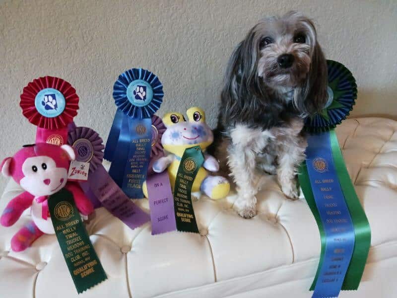 Dog sitting on a sofa with several rewards from competition.