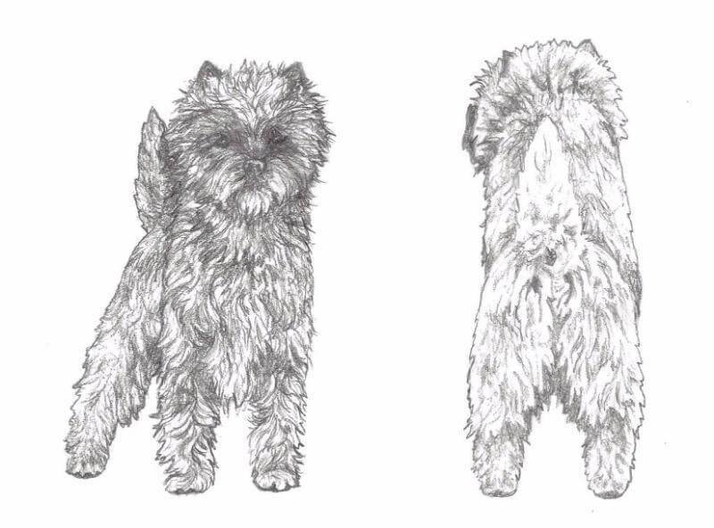 Cairn terrier with a lengthy tail, beautifully depicted in a drawing.