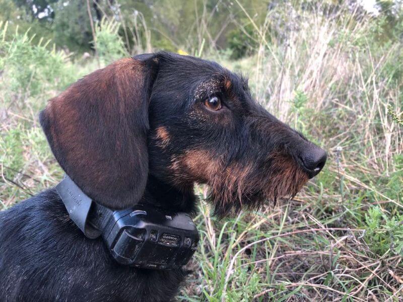 A dog with a collar, black and brown in color.