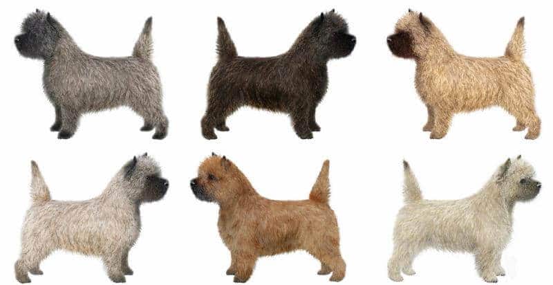 Six Cairn Terriers in various colors.