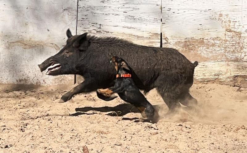 Linda the Dachshund hog baying and showcasing breed versatility.