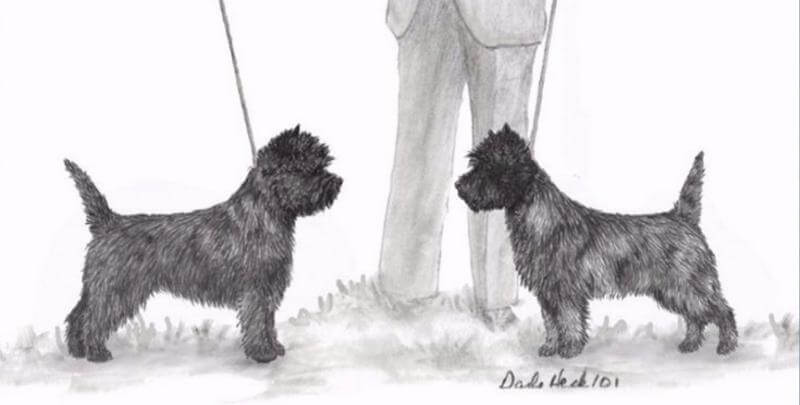A black-and-white drawing featuring two Cairn Terriers standing in front of each other.