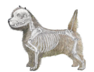 Cairn Terrier bone structure.