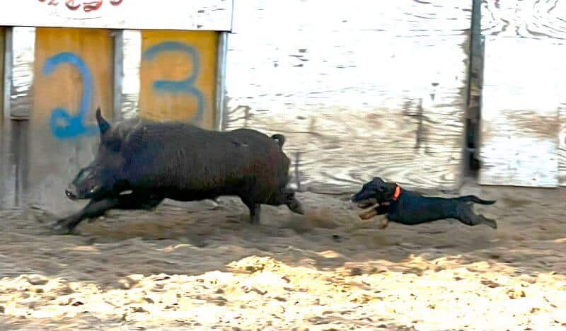 A dog energetically chasing a boar inside a pen, showcasing their playful and dynamic interaction.