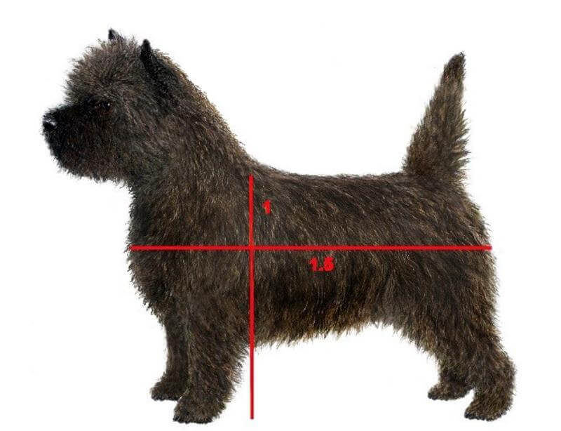 A picture of a Cairn Terrier showcasing its body measurements for reference.