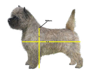 Correct Cairn body proportions show the body length from prosternum to point of buttocks to be 50% greater than the height at the withers.