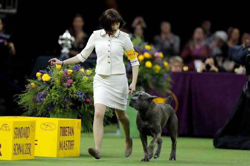 Dog competing at a dog show.