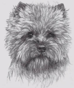 A black-and-white drawing of a Cairn Terriers head.