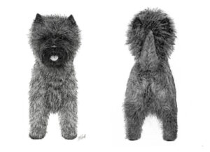 Front and rear profiles of the Cairn Terrier.