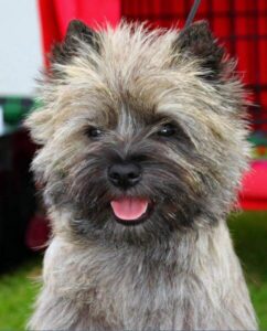 Cairn Terrier with his tongue out.