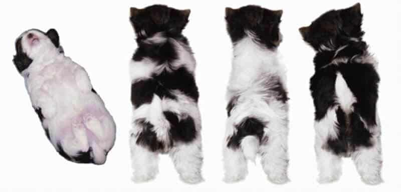 A lineup of four puppies, with their contrasting black and white fur.