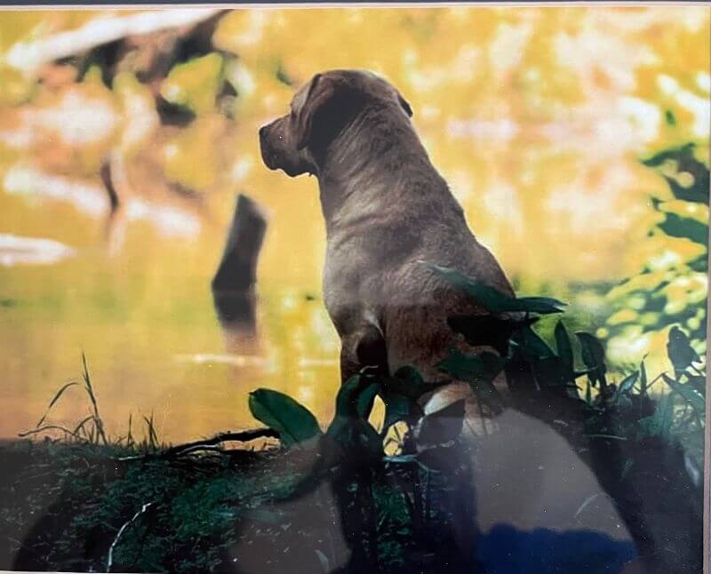 A photo of a Labrador Retriever looking at the water.