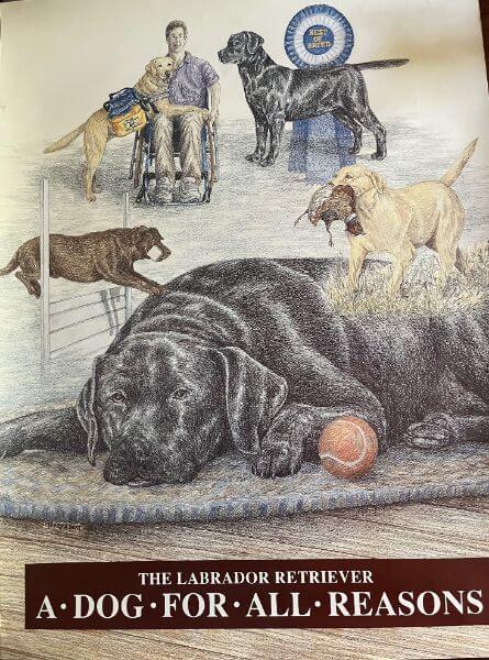 Labrador Retriever - A dog for all reasons book cover. 