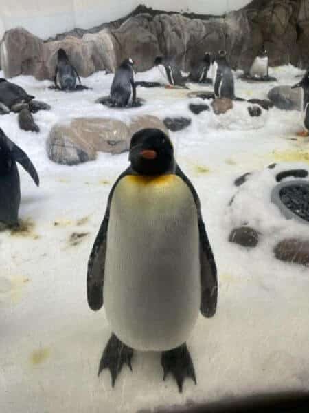 A King Penguin welcomes visitors at the Sea Life Melbourne Aquarium.