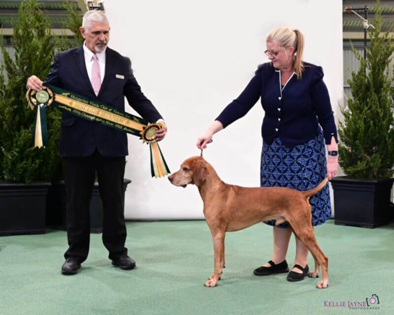 Best of Breed was awarded from the Veterans Class, Supreme Ch. Dual Ch. (T) Graebrook Kausin Kaos ET at the Australian Dog Show.
