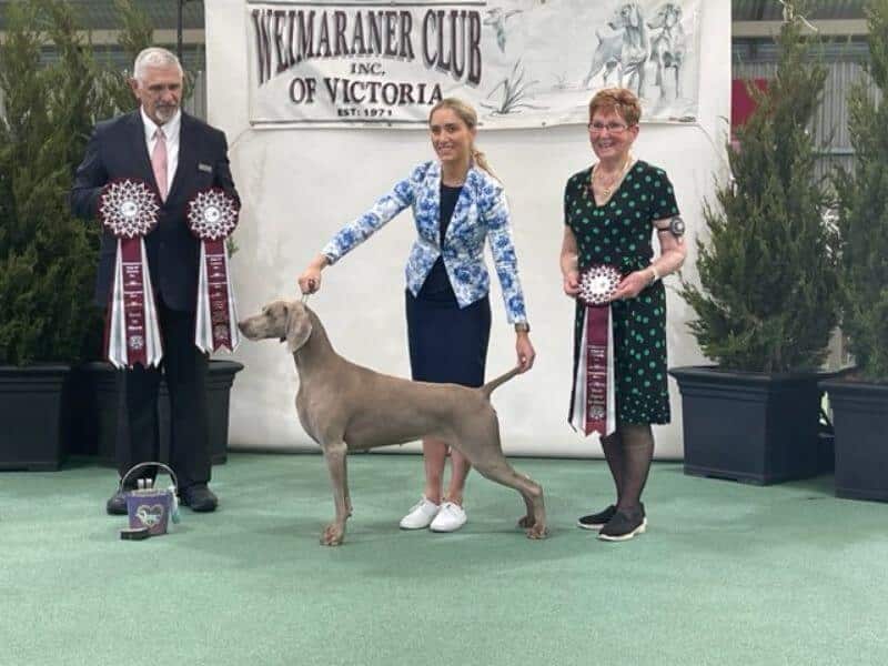 Best in Show came from the Open Bitch Class, Supreme Ch. CIB Ch. Weissenberg Flirtyn With Fire AI (IMP NZ).