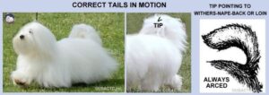 Two pictures of a Coton de Tulear dog with the correct tail in motion, showcasing the breed's tail standards.