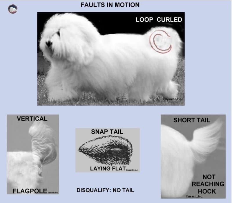 Coton de Tulear dog's motion flaws and tail standards.