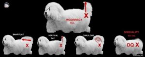 Incorrect tail standard for Coton breed.